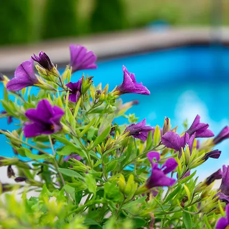 Kandimaa Saaremaal Varpe